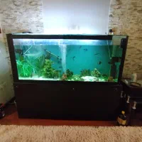 آکواریوم سالم و خیلی تمیز و بزرگ و با میز