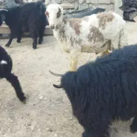 3عددبزغاله نر