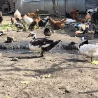 مرغ وخروس محلی|حیوانات مزرعه|رشت, نیروی دریایی|دیوار