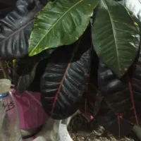 گل های اپارتمانی