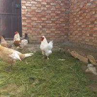 تخمه نطفه دار