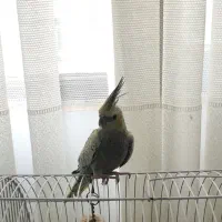 سه عدد عروس هلندی سه ماهه|پرنده|الوند, |دیوار