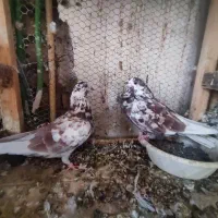 جفت پشت قرمز  دو رقمی