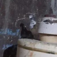 کبوترخونگی|پرنده|خان ببین, |دیوار