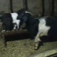 دو بز دو بزغاله|حیوانات مزرعه|مریوان, |دیوار