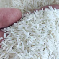 فروش برنج ممتاز هاشمی درجه یک
