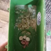 مرغ عشق کارداده|پرنده|تربتحیدریه, قائم|دیوار