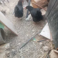 مرغ محلی تخمگذار. و تیش و خروس|حیوانات مزرعه|عنبرآباد, |دیوار