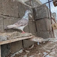 کفتر|پرنده|جنت, |دیوار