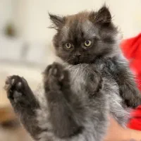 واگذاری هیمالین بلو چاکلت|گربه|گنبد کاووس, |دیوار