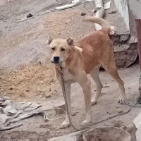 سگ سرابی