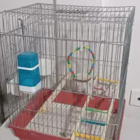 قفس عروس هلندی