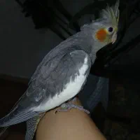 جوجه عروس هلندی|پرنده|اهواز, منبع اب|دیوار