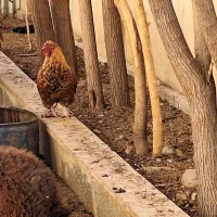 مرغ وخروس|حیوانات مزرعه|پردیس, شهرک صنعتی خرمدشت فاز ۷|دیوار