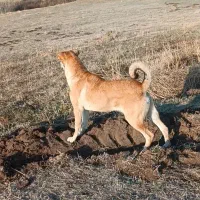 زنگ بزن کامل توضیح بدم