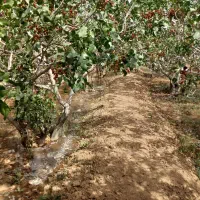 باغ پسته|فروش زمین و ملک کلنگی|اشکذر, |دیوار