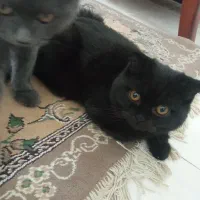 گربه اسکاتیش بریتیش ماده|گربه|ساری, |دیوار