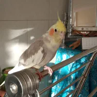 عروس هلندی سخنگو|پرنده|اصفهان, فجر|دیوار