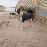 سگ آلابای نر