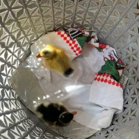 دو عدد جوجه اردک سالم و سرحال