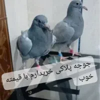 جوجه پلاکی
