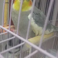 یک عروس هلندی سخنگو میتو بوس بده بابا بدو بدو