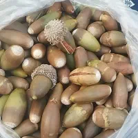 بلوط تازه امسال هم خوراکی یا تزیینی