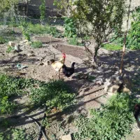 پرنده