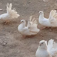 کبوترسفیددم چتری آمریکایی