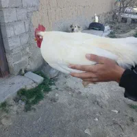 خروس محلی بسیار زیبا