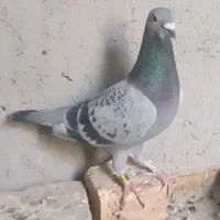 کبوتر گرفتنی