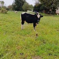 ورزا فروشی|حیوانات مزرعه|گوراب زرمیخ, |دیوار