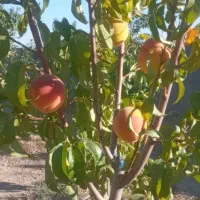 باغ-محدوده-گلبهار