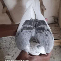 کبوتر کفتر  ارزون|پرنده|فسا, |دیوار