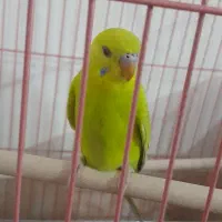 مرغ عشق ماده