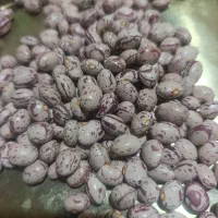 لوبیا چیتی|خوردنی و آشامیدنی|شیراز, بریجستون|دیوار