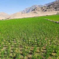 نشاکار حرفه ای