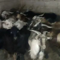 فروش کهره