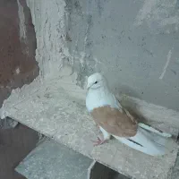 کفتر