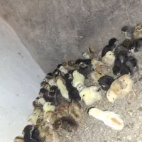جوجه گلپایگان 15 روزه