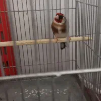 سهره نر آماده نوک پا سفید