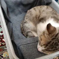 واگذاری گربه|گربه|تبریز, |دیوار