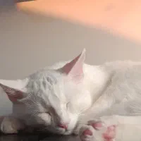 گربه dshسفید