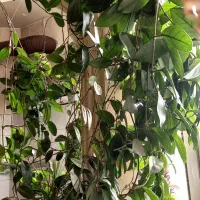 هویا گیاه آپارتمانی