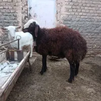 گوسفندنر  شال زنجانی8ماهه