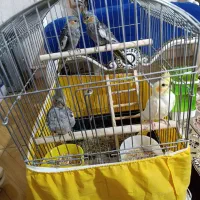 4عدد جوجه عروس هلندی|پرنده|پاکدشت, پاکدشت (مامازند)|دیوار