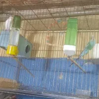 پرنده مرغ عشق