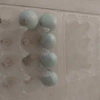 تخم مرغ نطفه دار لاکندزی سبز