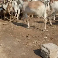 بز داشتی|حیوانات مزرعه|برازجان, |دیوار