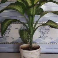 گل آپارتمانی دیفن باخ معاوضه ای